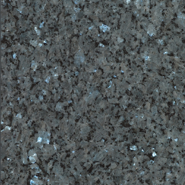 Vaalea labrador kivi.